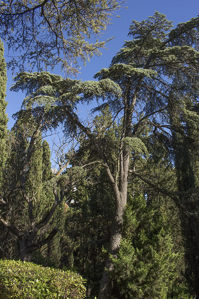 Изображение особи род Cedrus.