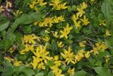 Lysimachia nummularia. Побеги с цветками. Томская обл., г. Томск, Академгородок, в культуре. 09.07.2023.