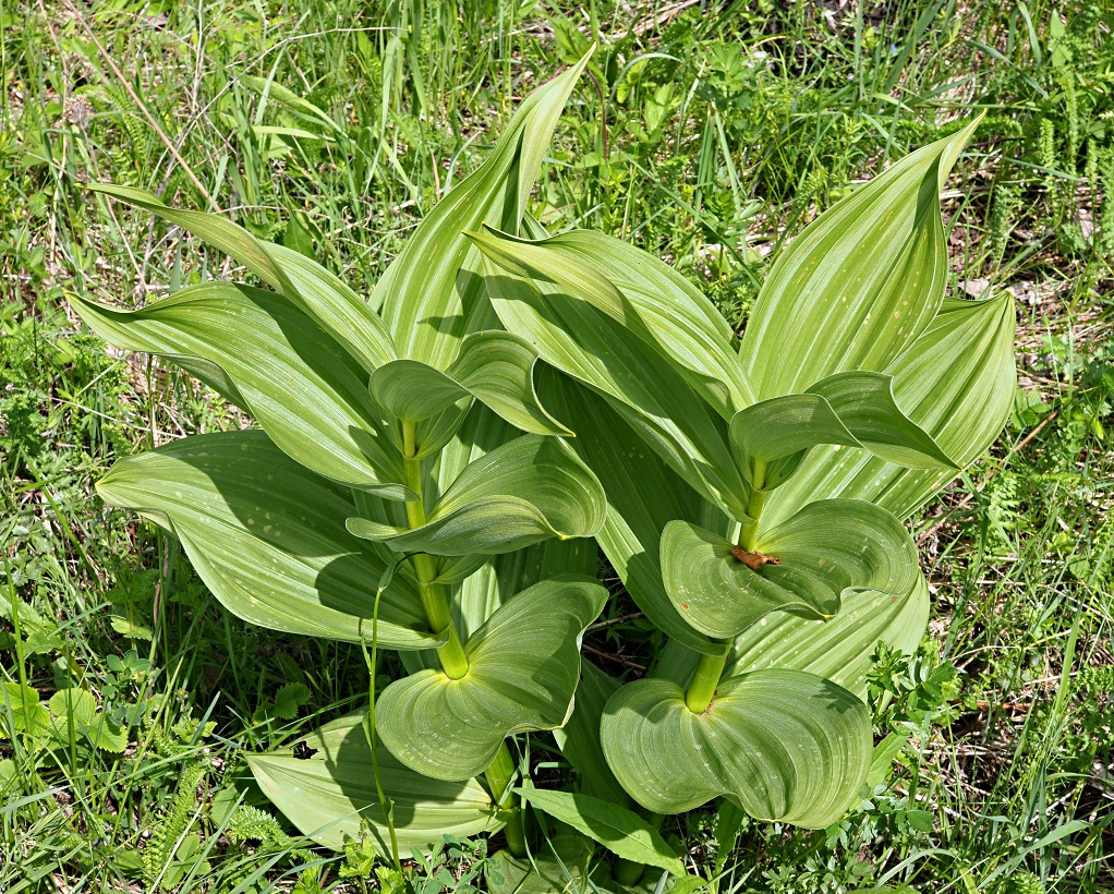 Image of Veratrum lobelianum specimen.