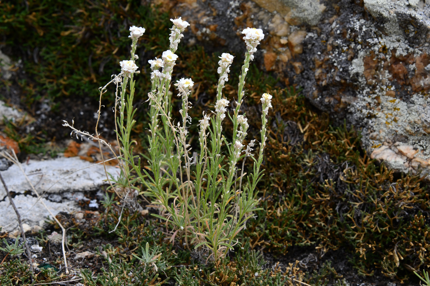 Изображение особи Ptilotrichum tenuifolium.