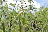 Leucaena leucocephala