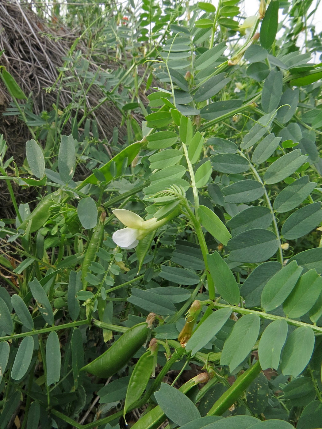 Изображение особи Vicia hyrcanica.