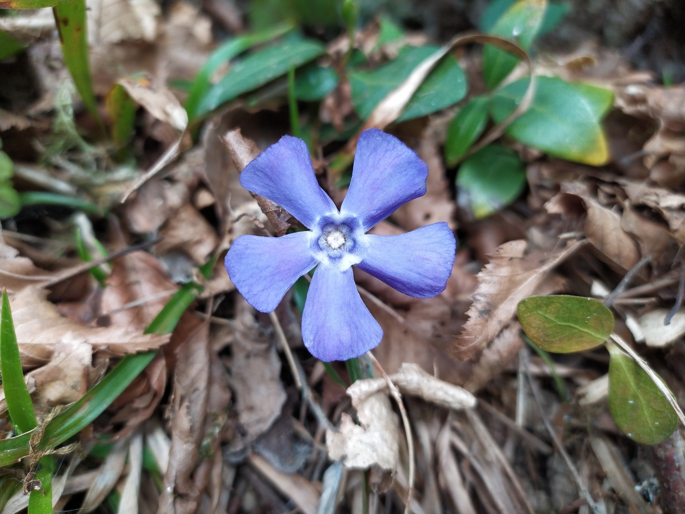 Image of Vinca major specimen.