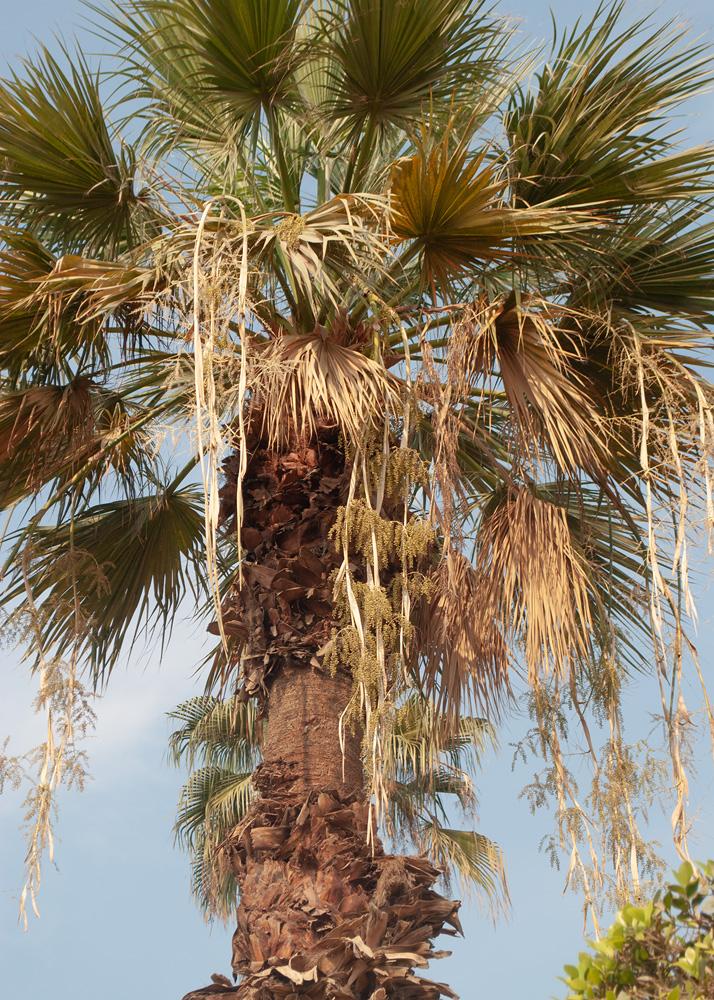 Image of Washingtonia filifera specimen.