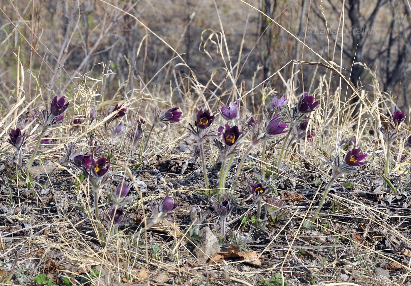 Image of Pulsatilla &times; kissii specimen.