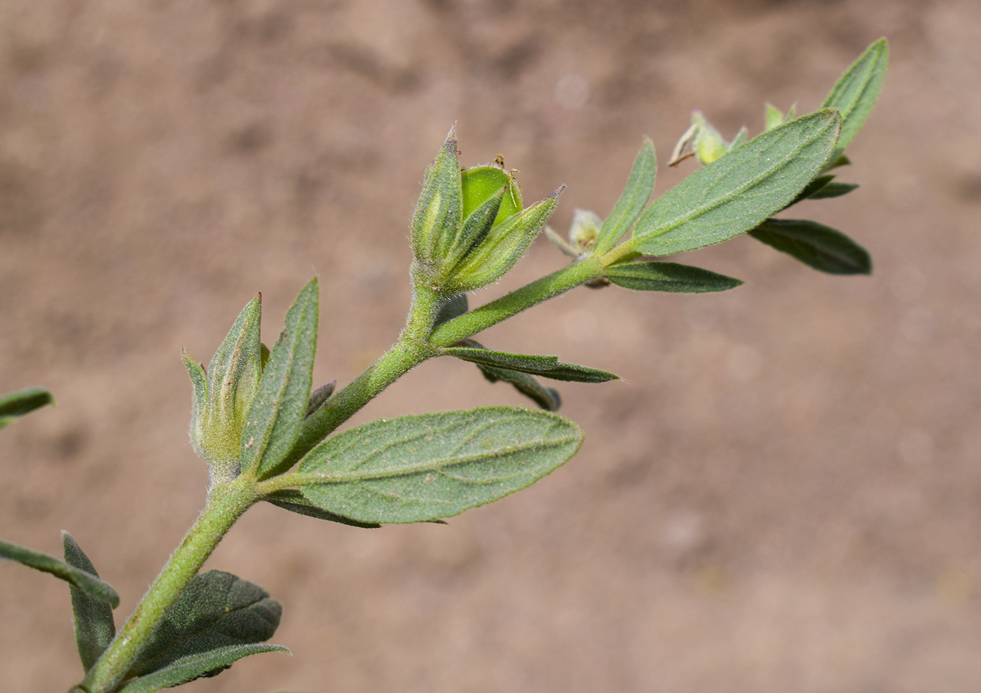 Изображение особи Helianthemum salicifolium.