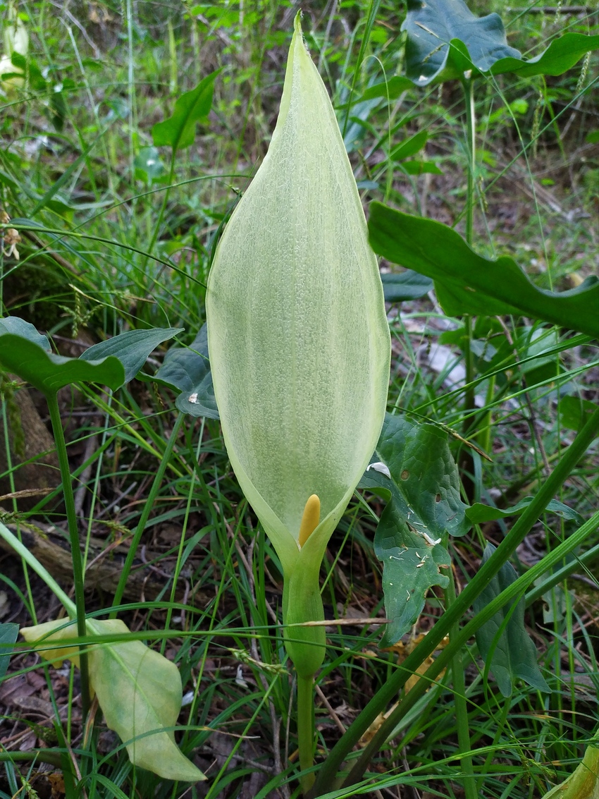 Image of Arum italicum ssp. albispathum specimen.