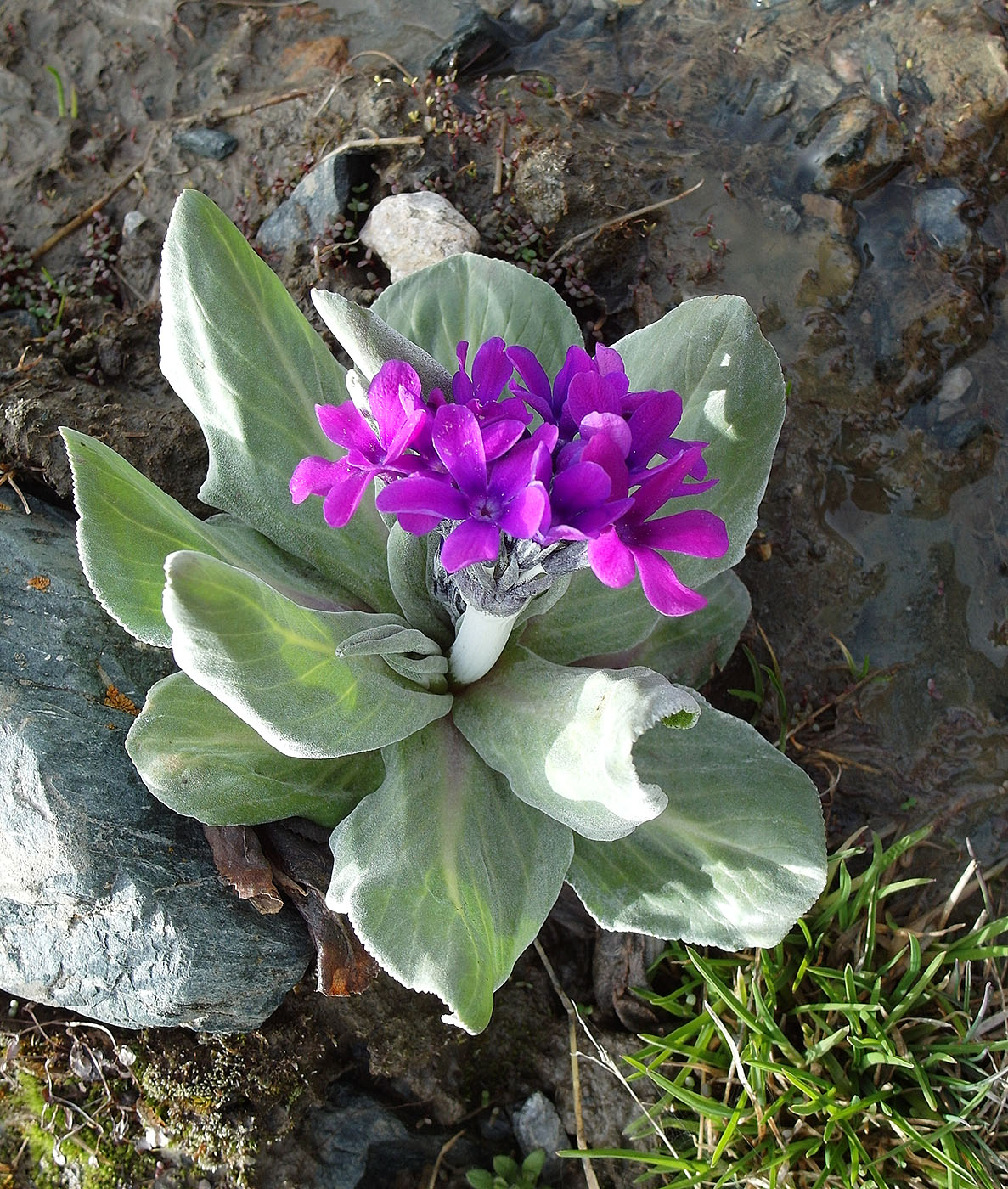 Изображение особи Primula turkestanica.