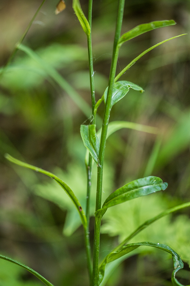 Image of Campanula persicifolia specimen.