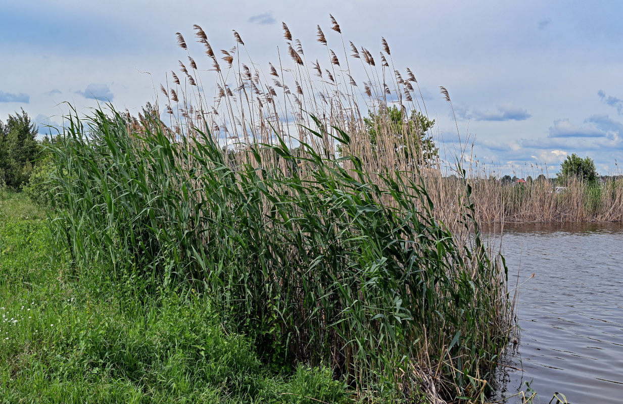 Изображение особи Phragmites australis.