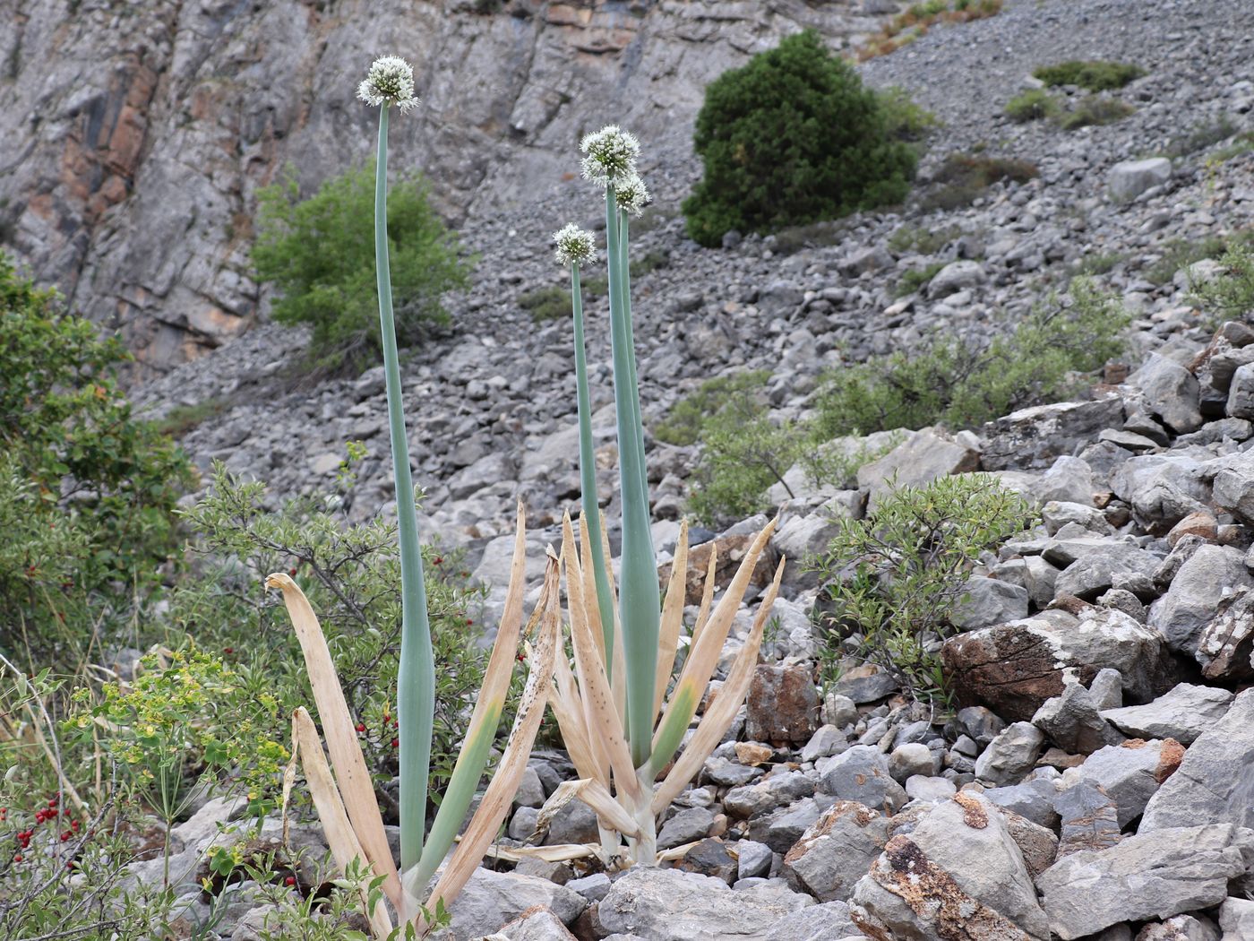 Image of Allium pskemense specimen.