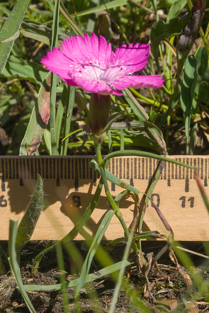 Изображение особи Dianthus oschtenicus.