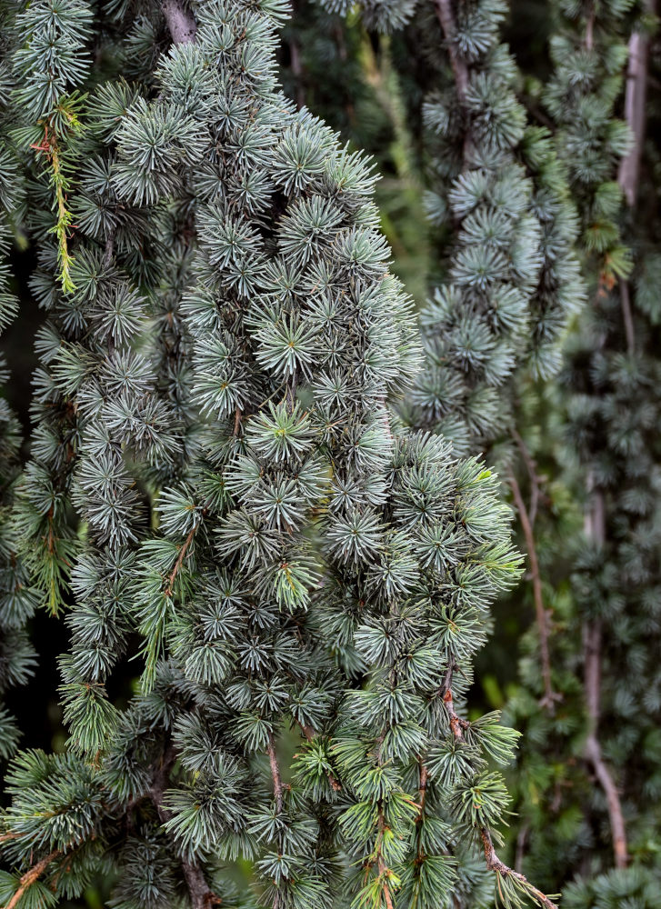 Image of Cedrus atlantica specimen.