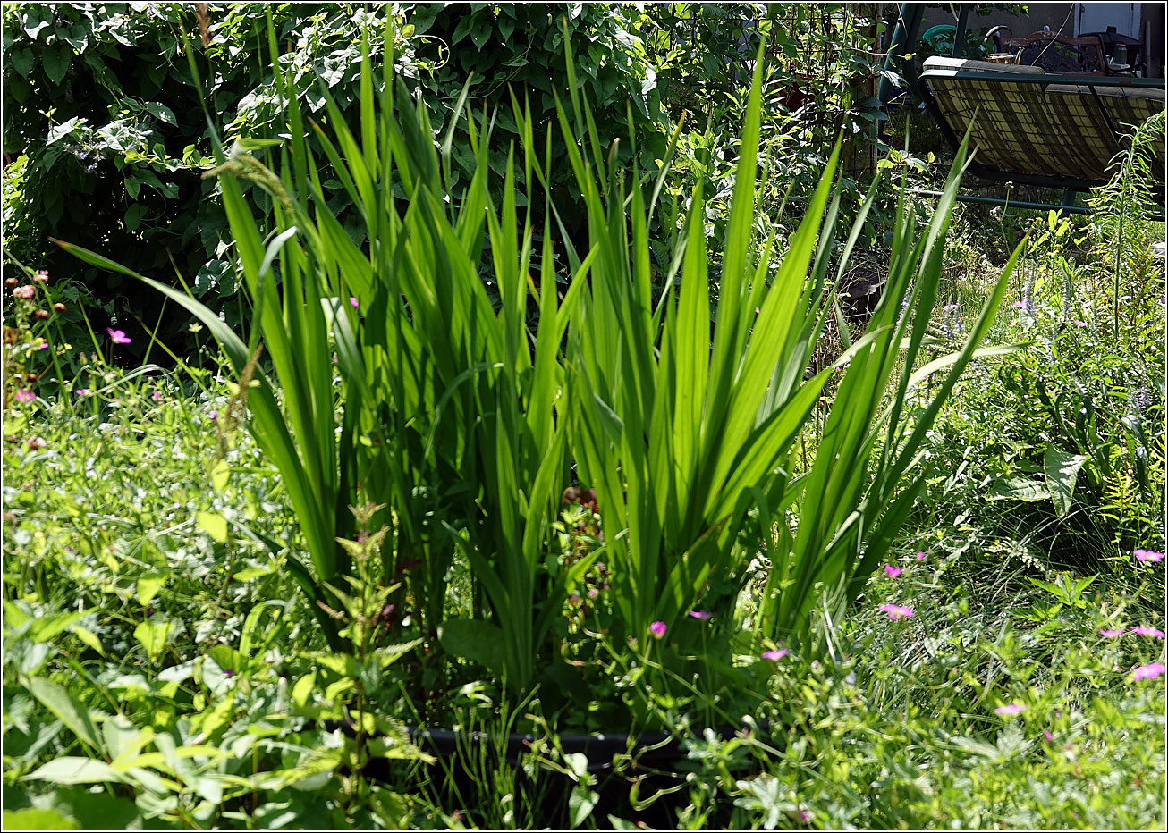 Image of Gladiolus &times; gandavensis specimen.