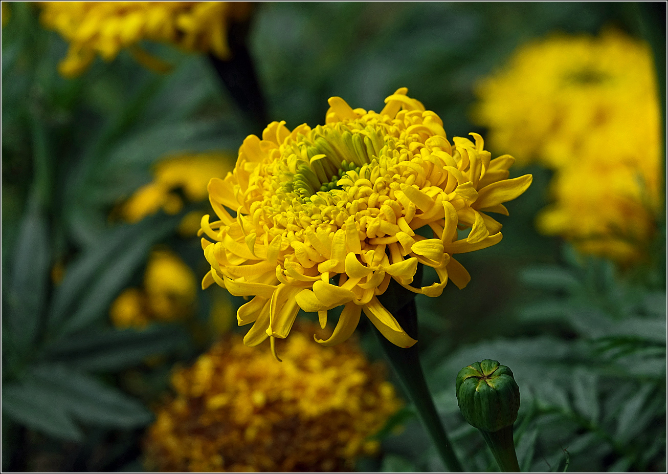 Image of Tagetes erecta specimen.