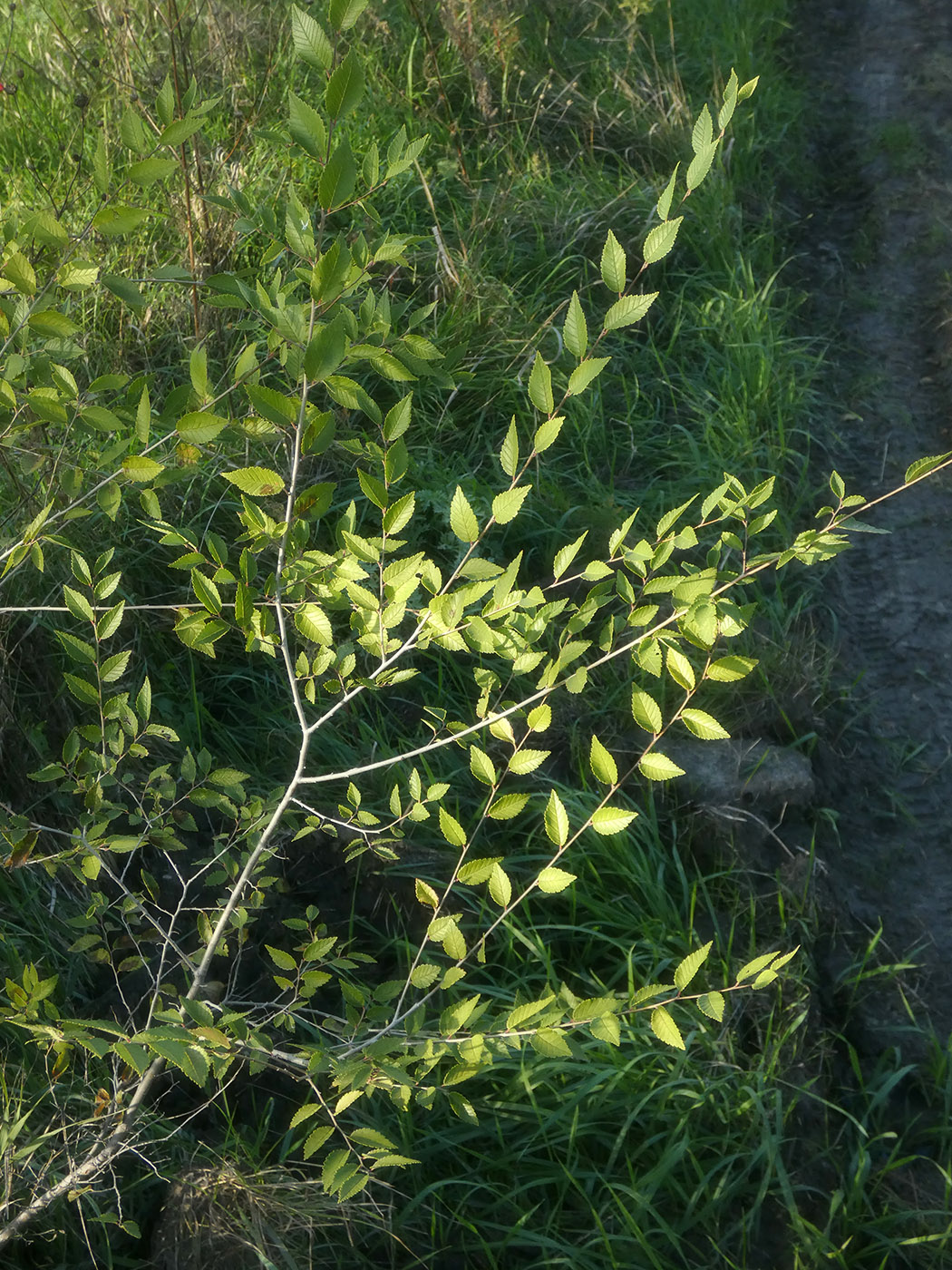 Image of Ulmus pumila specimen.