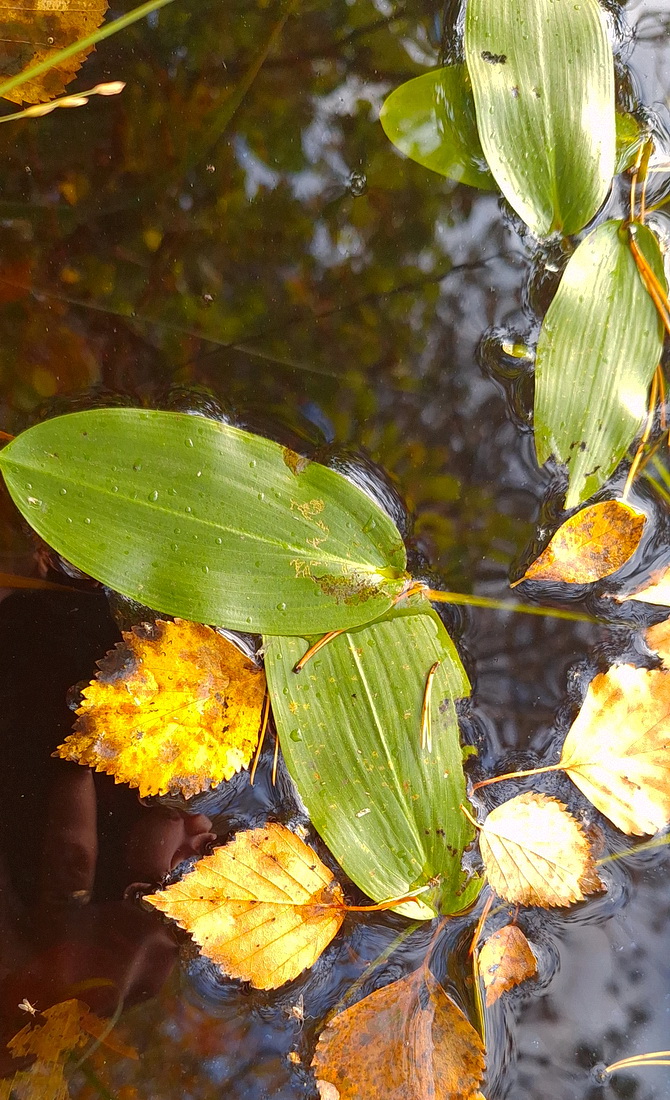 Image of Potamogeton natans specimen.