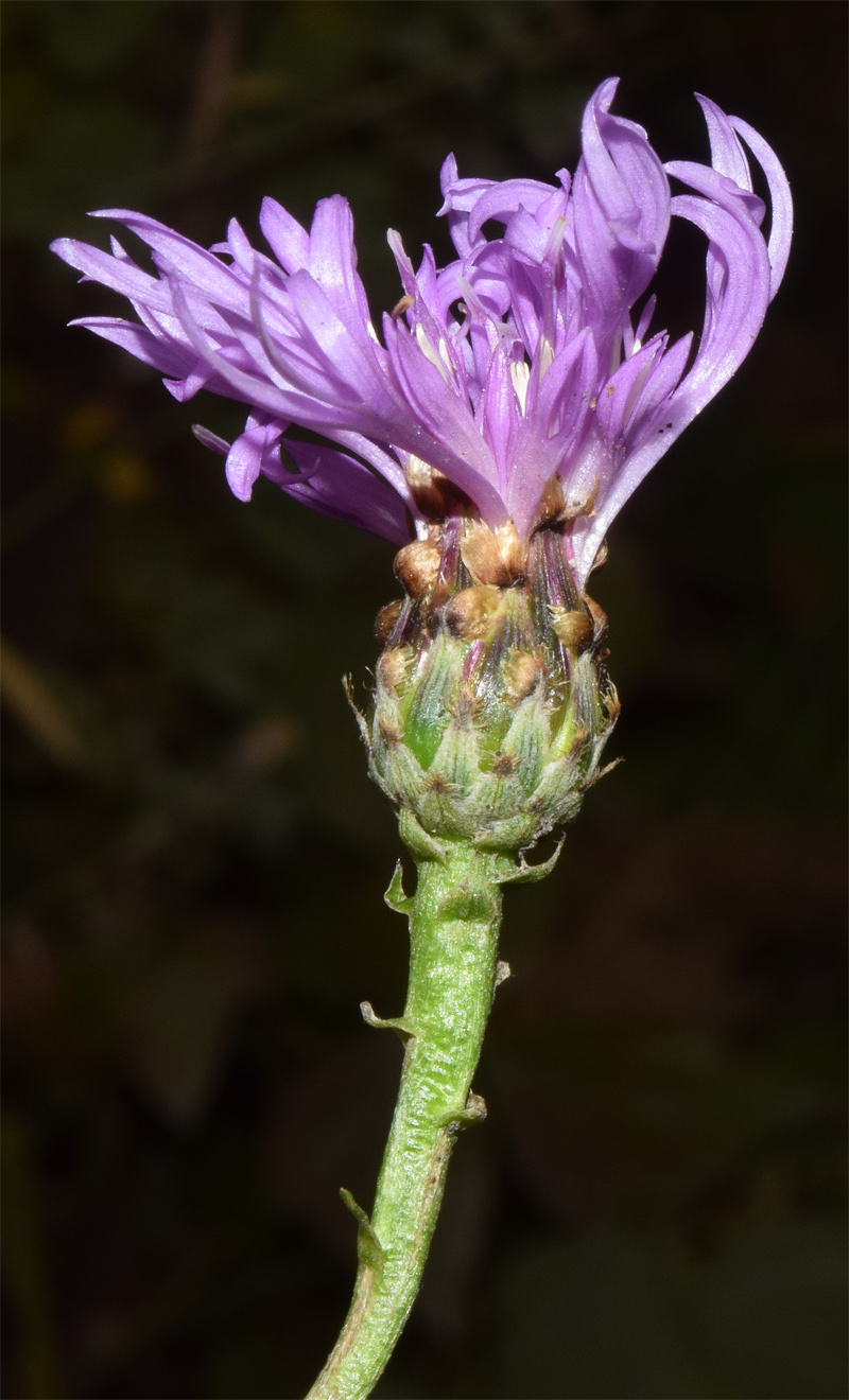 Изображение особи Centaurea jacea.