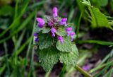 Lamium purpureum. Верхушка побега с соцветием. Брянская обл., г. Брянск, долина р. Десна, опушка широколиственного леса. 02.05.2024.