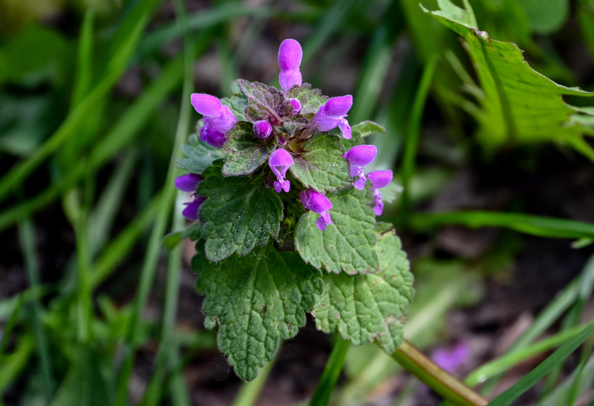 Изображение особи Lamium purpureum.