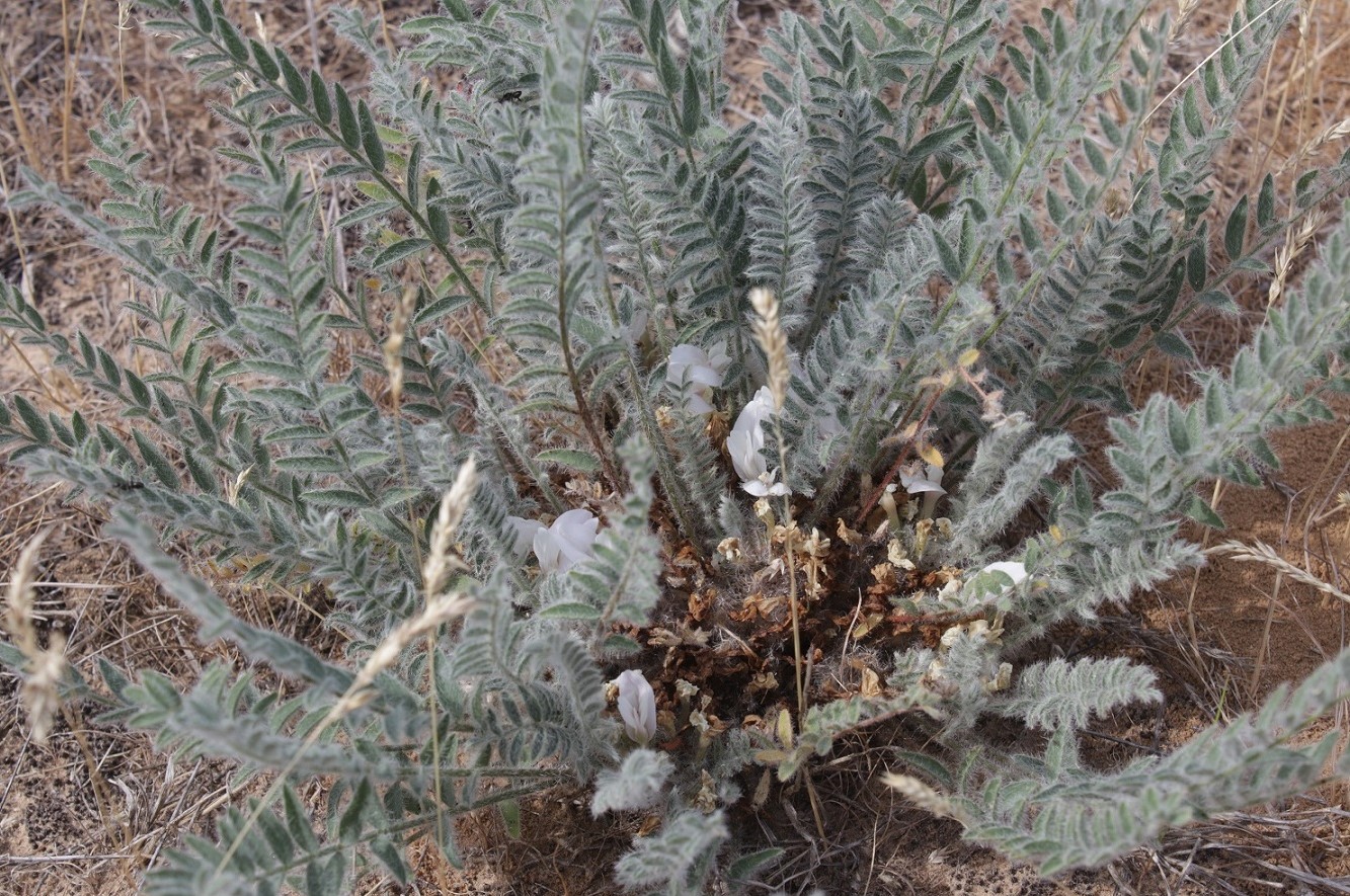 Image of Astragalus dolichophyllus specimen.