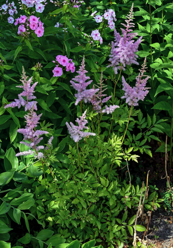 Изображение особи Astilbe chinensis.