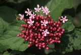 Clerodendrum bungei. Соцветие и фрагменты листвы на верхушке побега. Краснодарский край, Черноморское побережье Кавказа, г. Новороссийск, в культуре. 7 июля 2024 г.