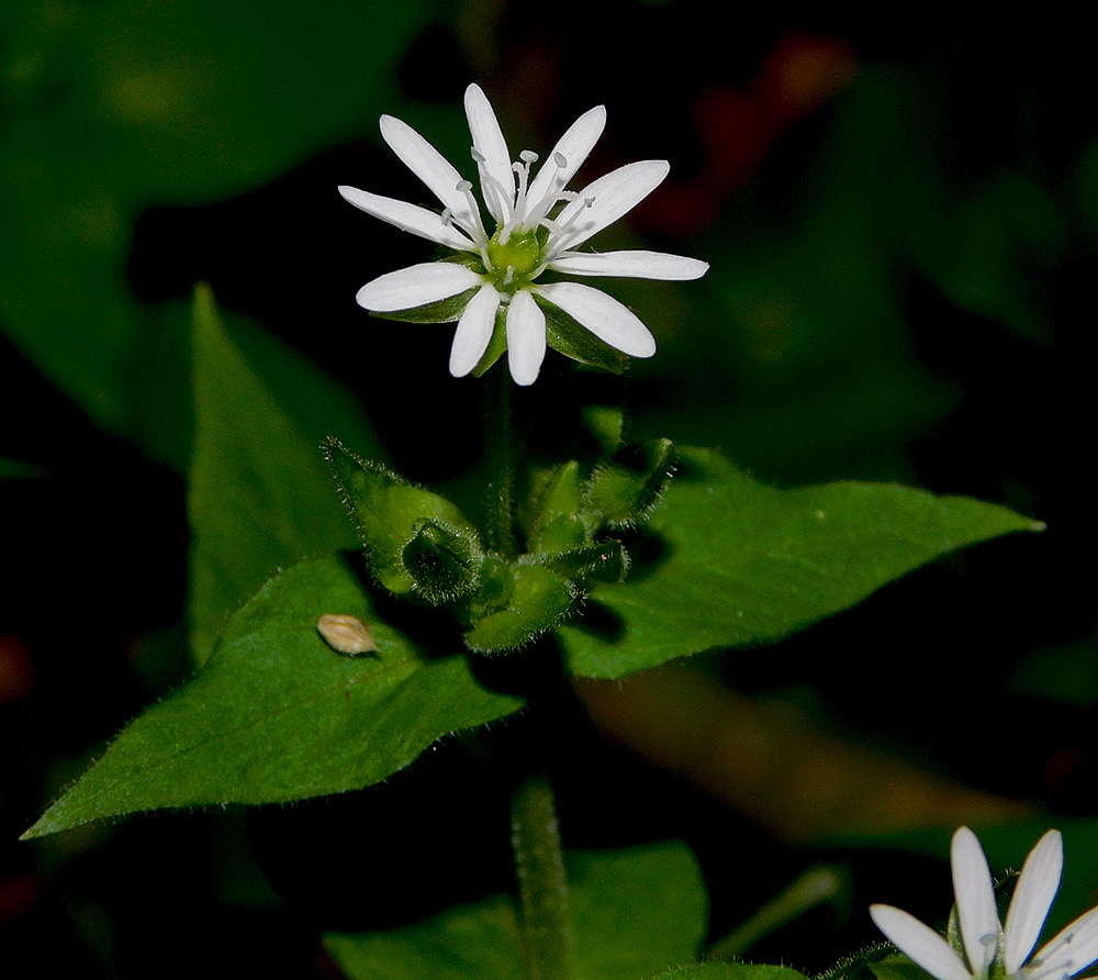 Image of Myosoton aquaticum specimen.