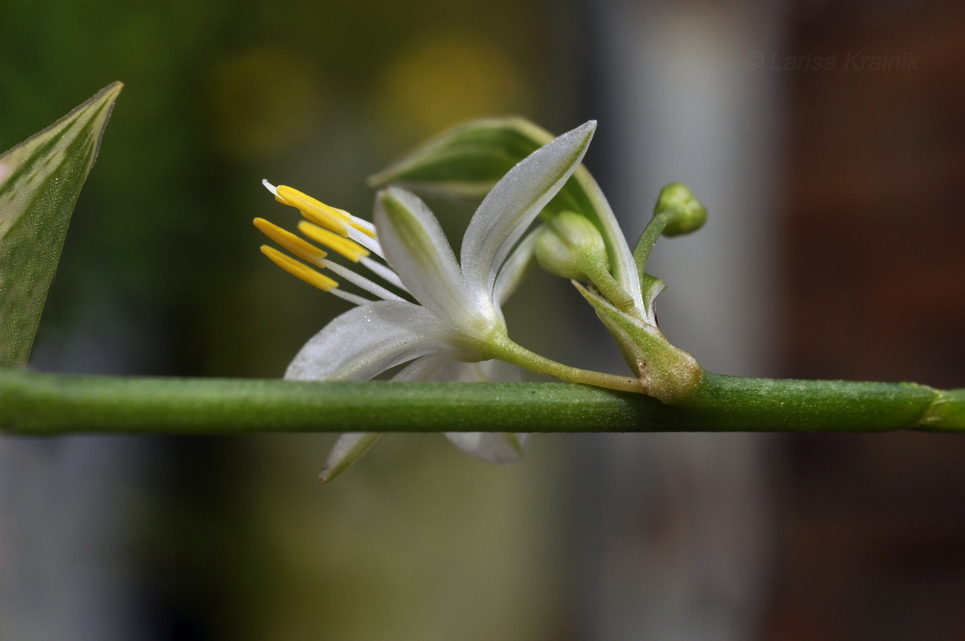 Image of Chlorophytum comosum specimen.