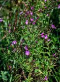 Epilobium hirsutum. Верхушка цветущего и плодоносящего растения. Московская обл., Одинцовский гор. округ, окр. г. Звенигород, берег р. Москва, луг. 18.08.2024.