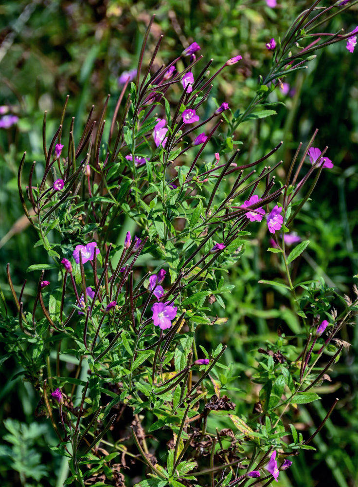 Изображение особи Epilobium hirsutum.