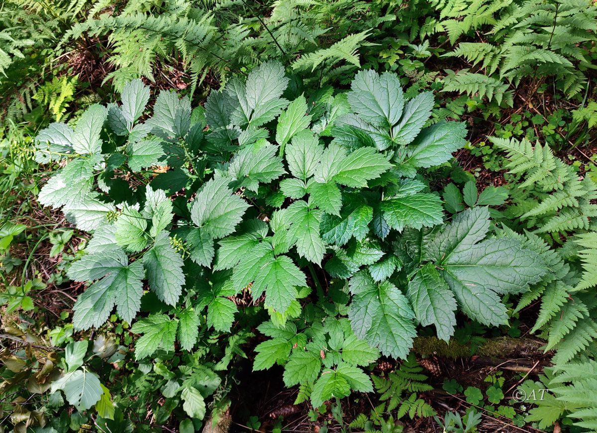 Image of genus Actaea specimen.