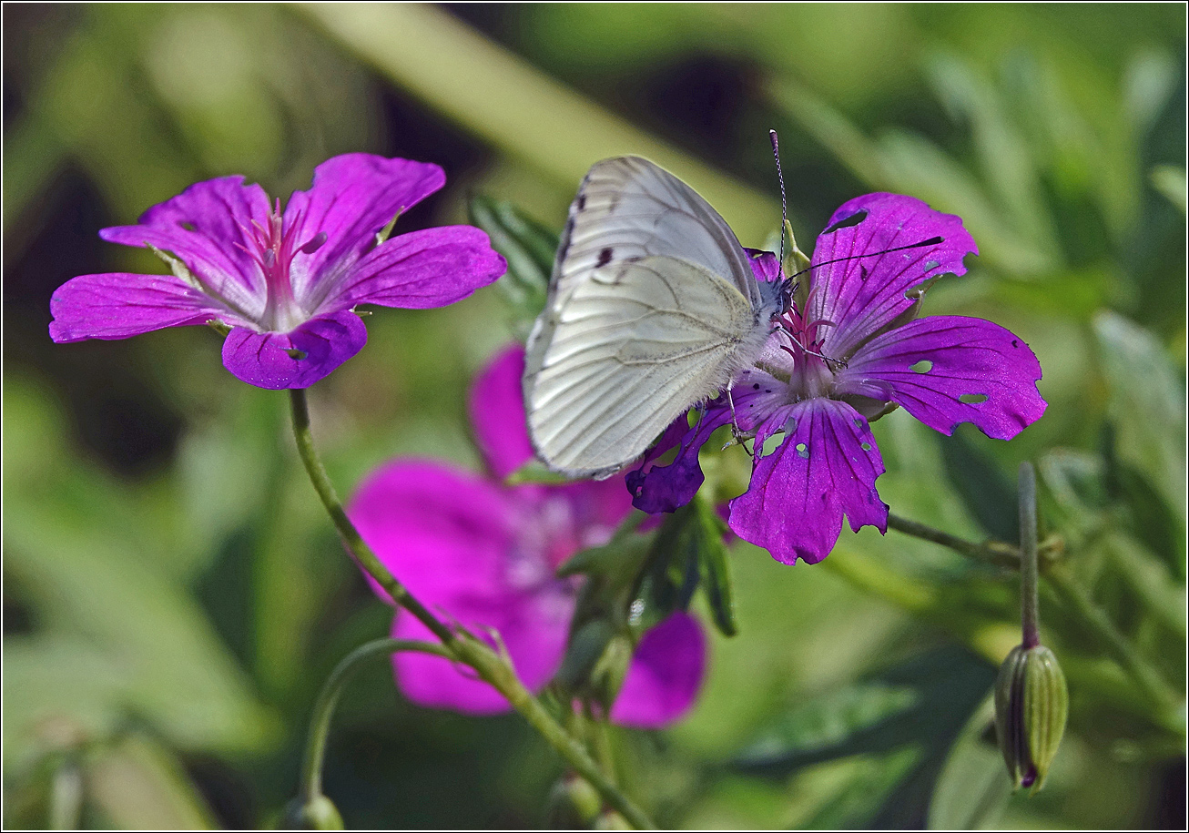 Image of Geranium palustre specimen.