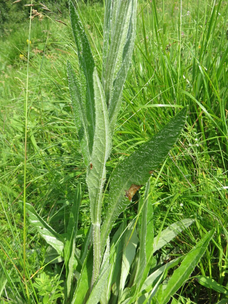 Image of Tephroseris papposa specimen.