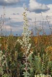 Artemisia pontica. Верхушка плодоносящего растения. Ульяновская обл., Мелекесский р-н, окр. пос. Верх. Мелекесс, дол. р. М. Авраль, остепнённый луг с участками засоления. 16.09.2023.