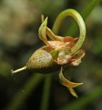 Смотреть изображение Viola albida