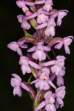 View full-size image Gymnadenia conopsea