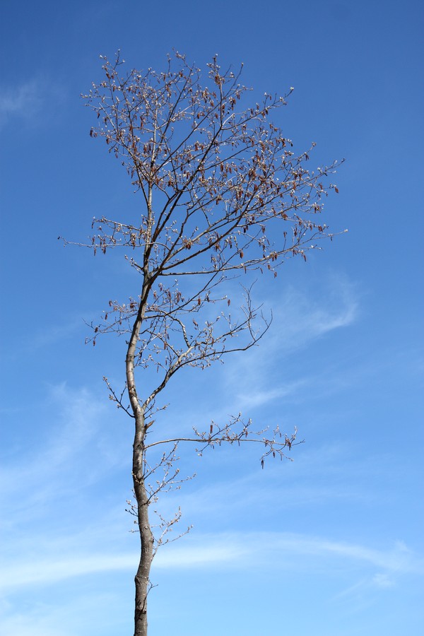 Изображение особи Alnus glutinosa.