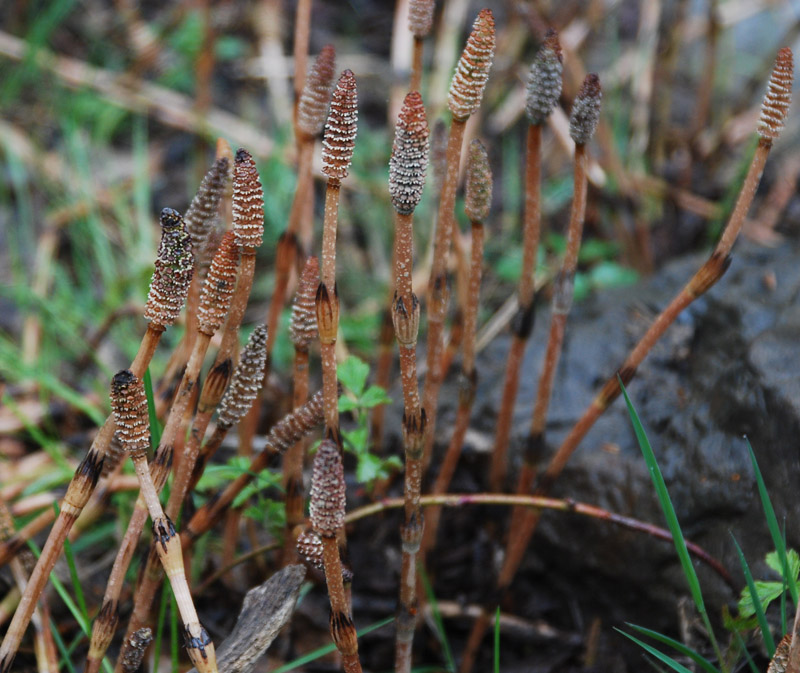 Изображение особи Equisetum arvense.