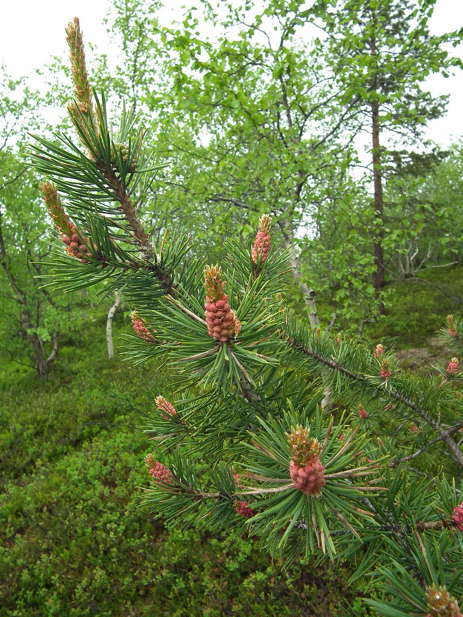 Image of Pinus friesiana specimen.