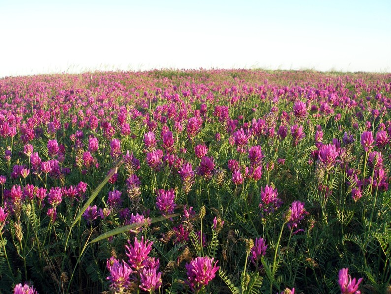 Изображение особи Astragalus onobrychis.