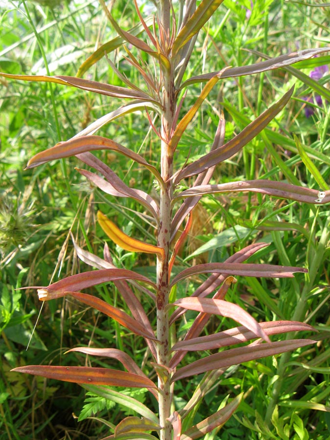 Изображение особи Linaria ruthenica.