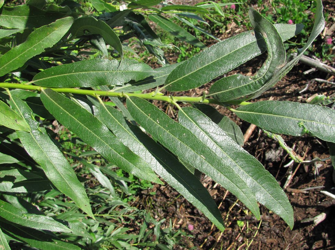 Image of Salix gmelinii specimen.