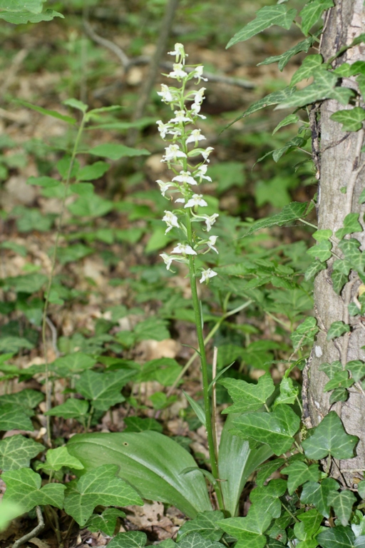 Изображение особи Platanthera chlorantha.