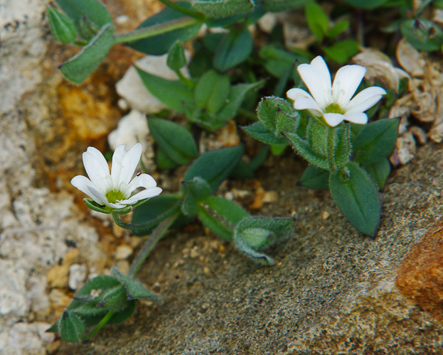 Image of familia Caryophyllaceae specimen.