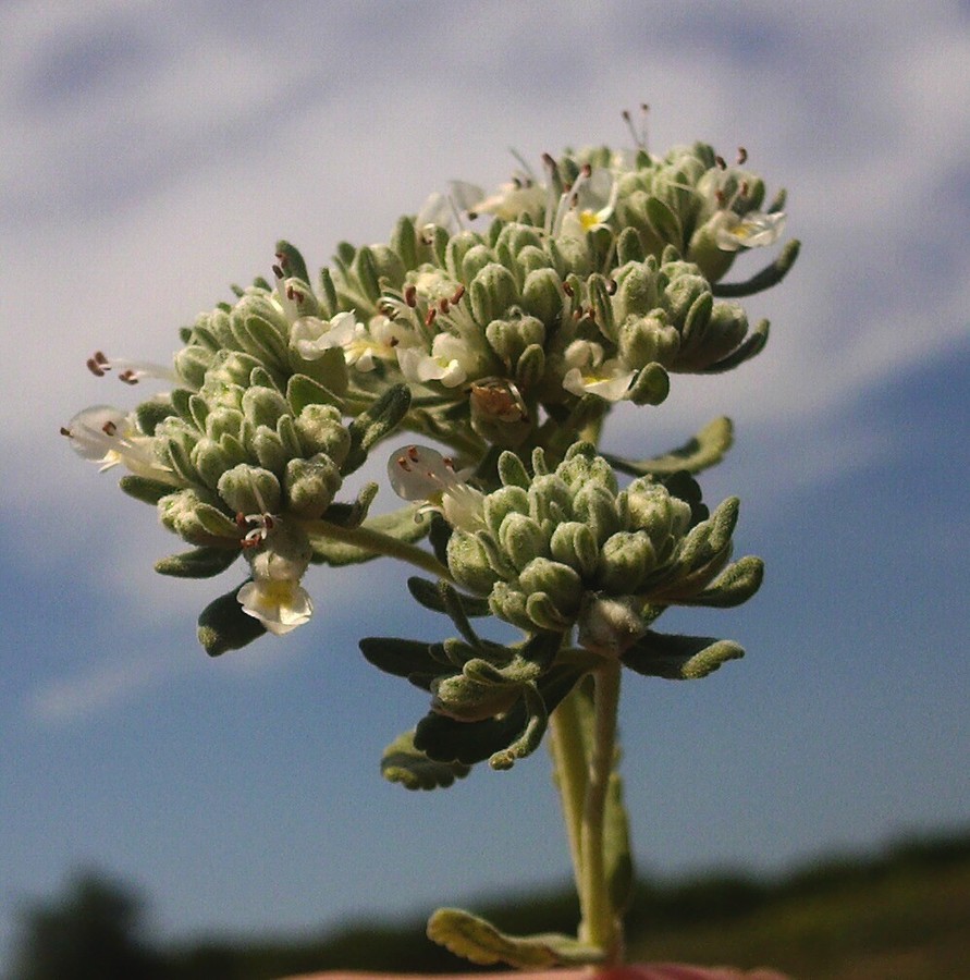 Изображение особи Teucrium capitatum.