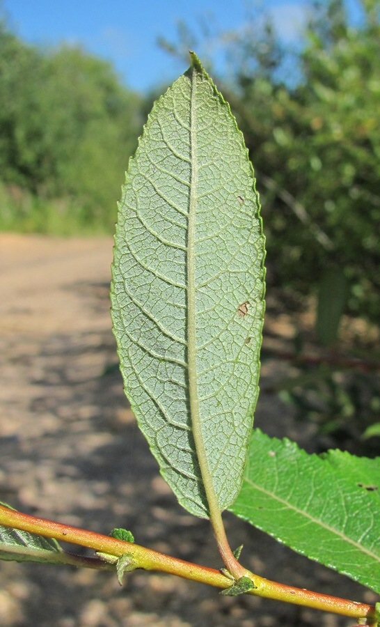 Image of Salix &times; tetrapla specimen.