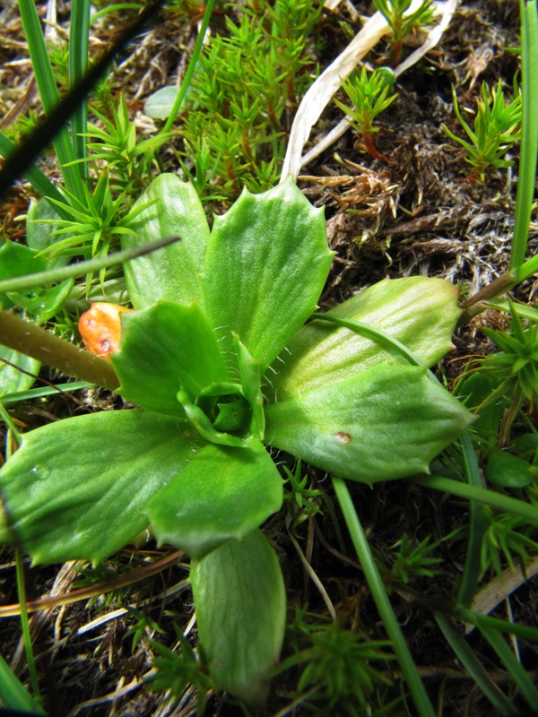 Image of Micranthes foliolosa specimen.