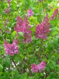 Syringa vulgaris