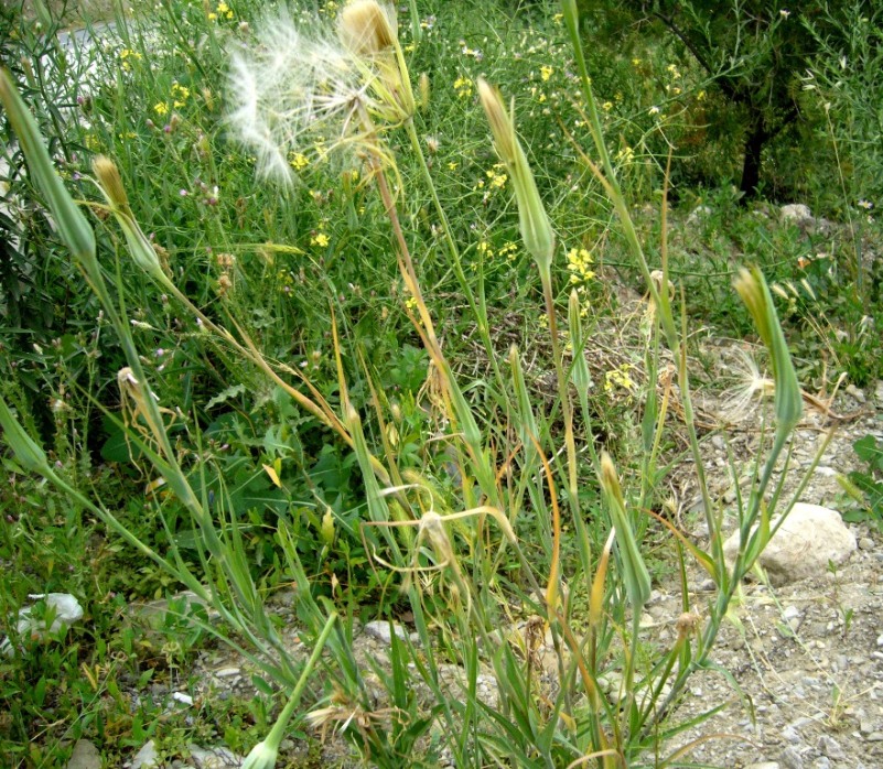 Image of Tragopogon krascheninnikovii specimen.